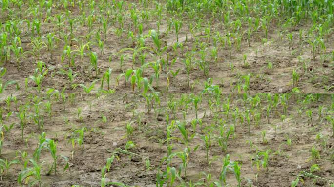 干旱的玉米地 玉米地 玉米苗 干旱土地