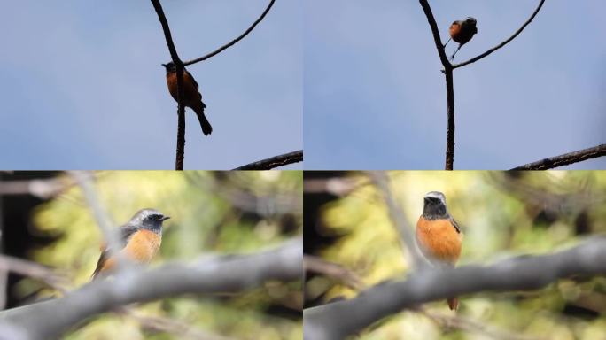 红背红尾鸲 (13)