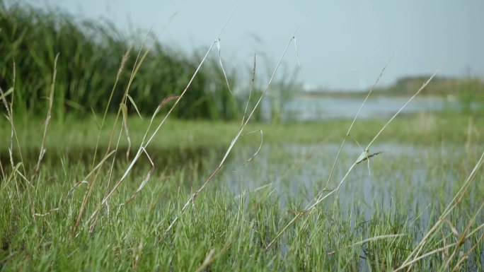 湿地野草特写