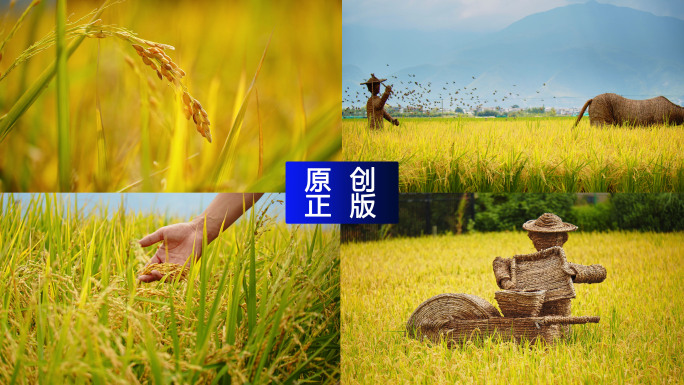 稻田农业稻田水稻大米谷物种植粮食航拍水稻