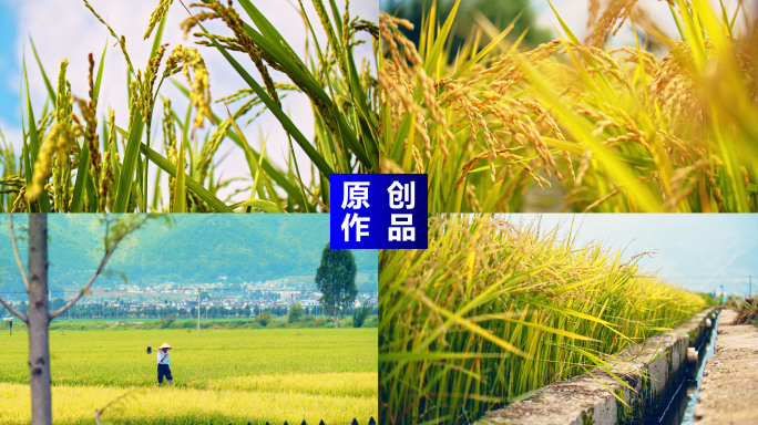 稻田农业稻田水稻大米谷物种植粮食航拍水稻