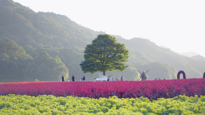 湿地公园浇花园丁薰衣草阳光花园