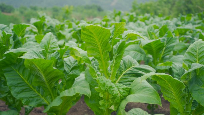 植物绿色基地