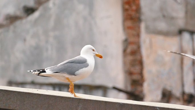 伊斯坦布尔屋顶上的漫步海鸥
