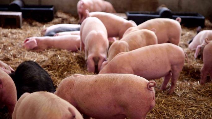 猪圈里的猪。。。吃食土猪肉价上升农村养猪