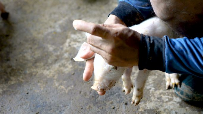 兽医在农场给小猪注射