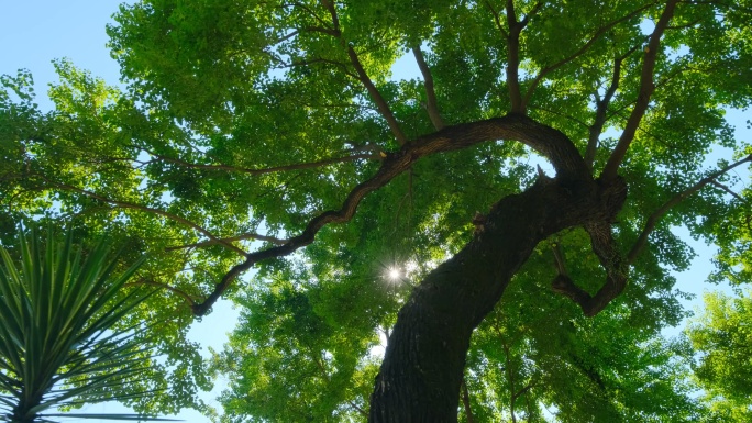 仰望 仰拍 蓝天 树林 树冠 树荫 林荫