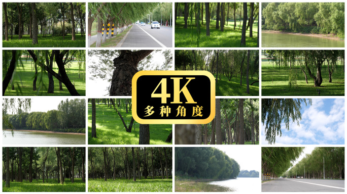 【4K】唯美柳树
