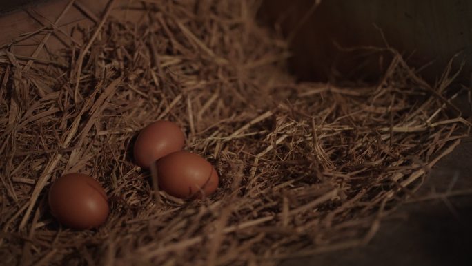 农民在产蛋鸡场里采摘新鲜鸡蛋