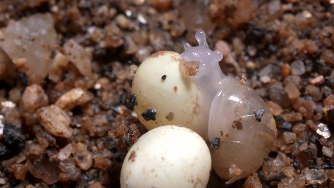 小蜗牛吃卵壳