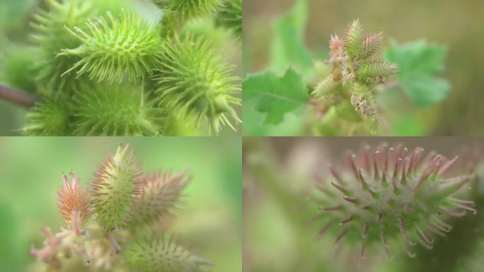 苍耳中药材、草本植物