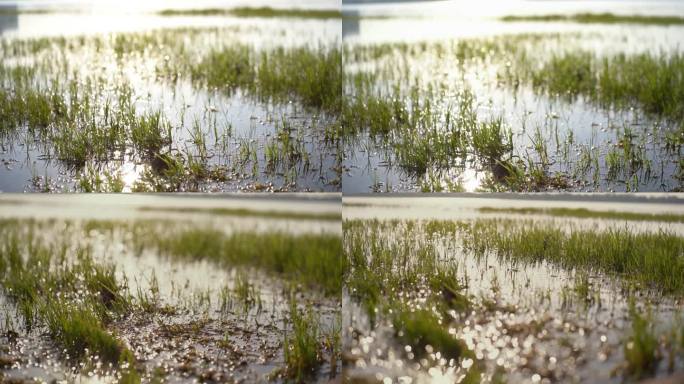 湿地 光斑 唯美 水草