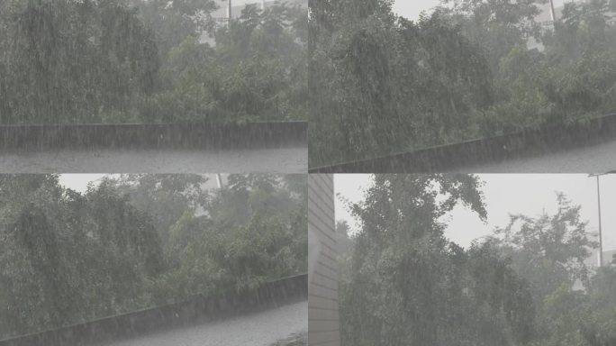 暴雨树林升格