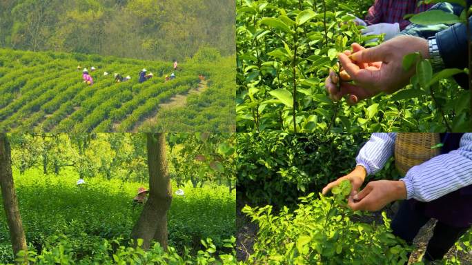 采茶 茶农 茶田