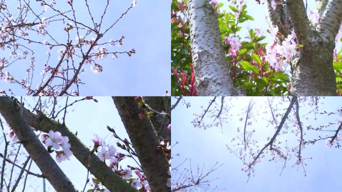 桃树 桃花 盛开 春天 桃花盛开