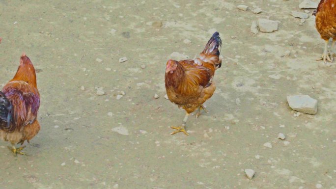 乡村寿星鸡走路