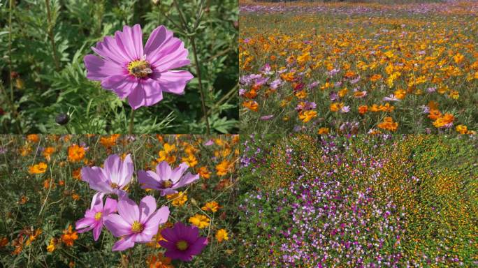 花海实拍野花波斯菊