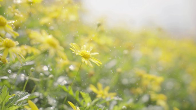 小雨与黄色小花