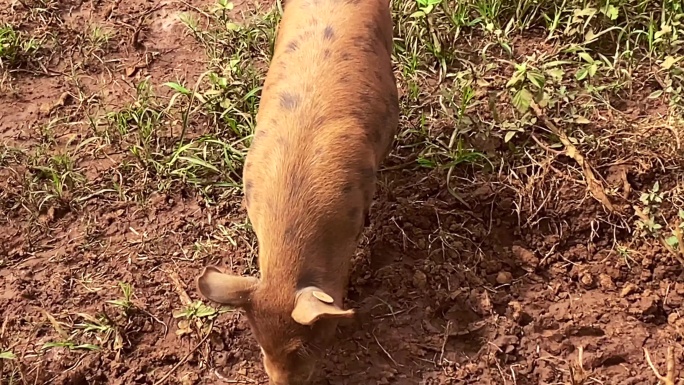 快乐小猪在农场泥地里玩耍