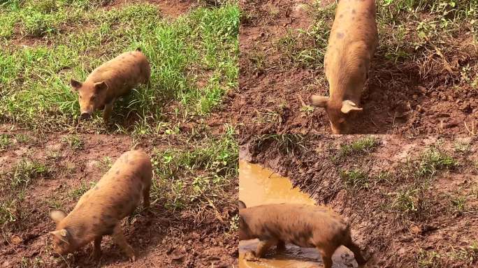 快乐小猪在农场泥地里玩耍