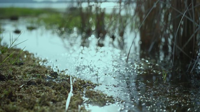 光斑 芦苇 湿地