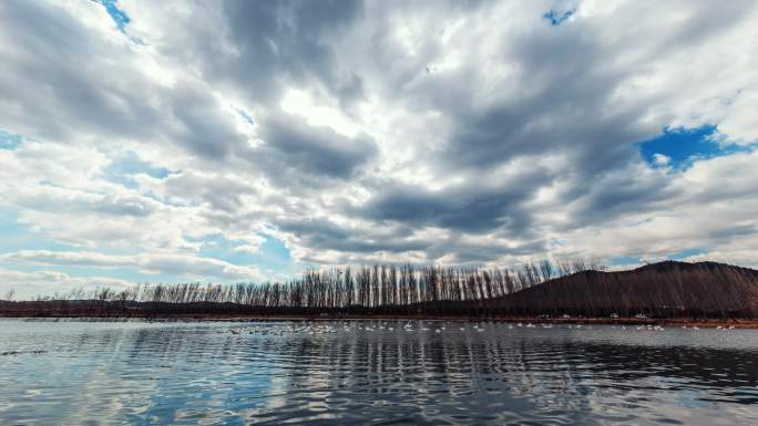 大凌河 湿地 天鹅 严冬