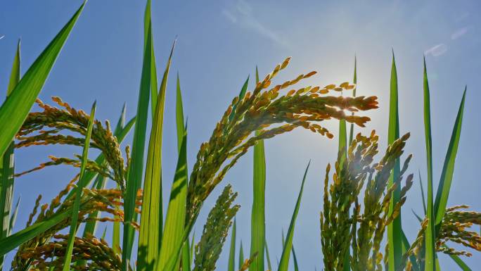 4k多镜头 阳光下的水稻稻田
