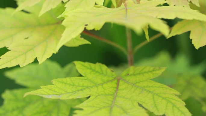 植物