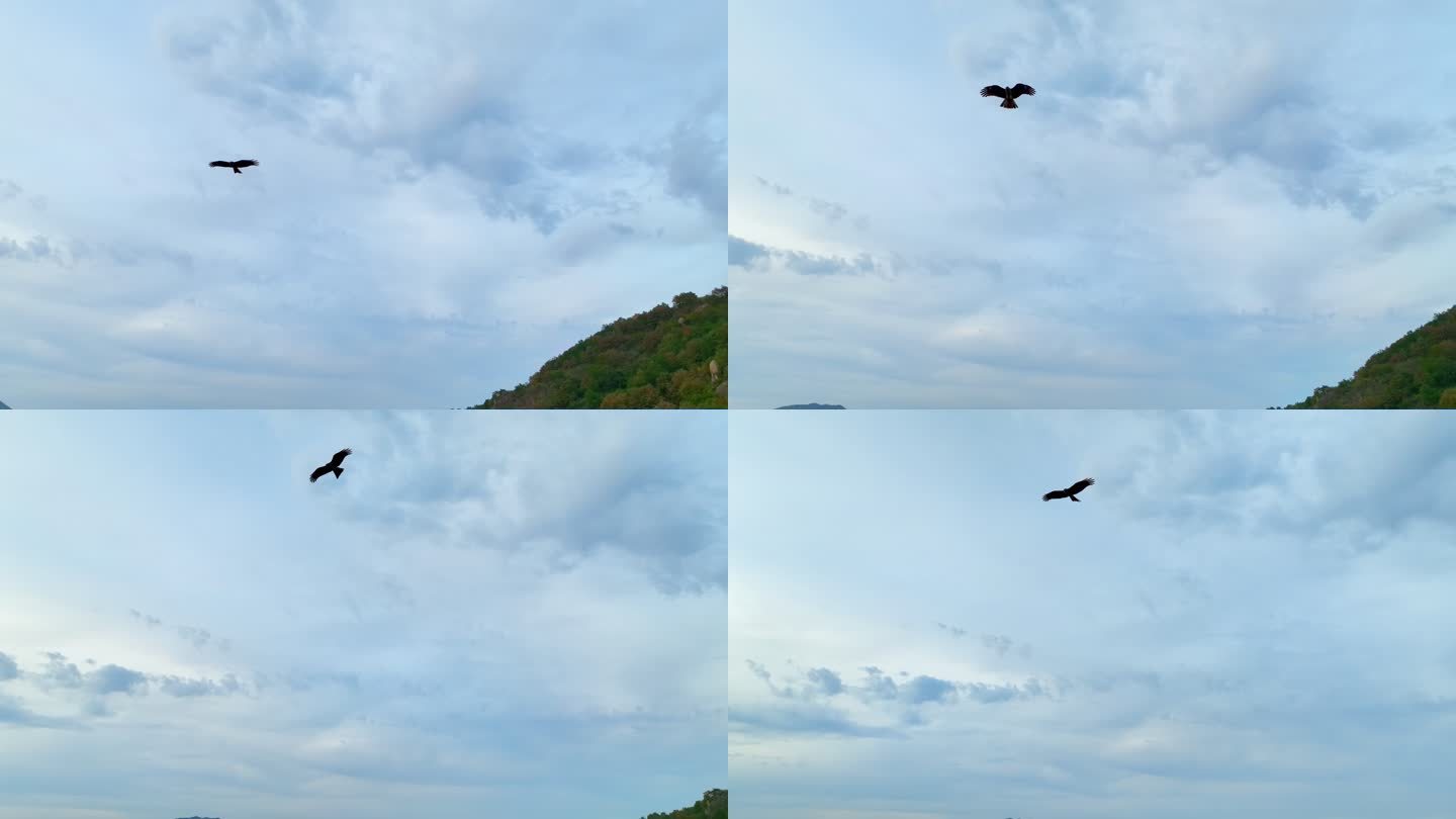 天空中飞翔的鹰