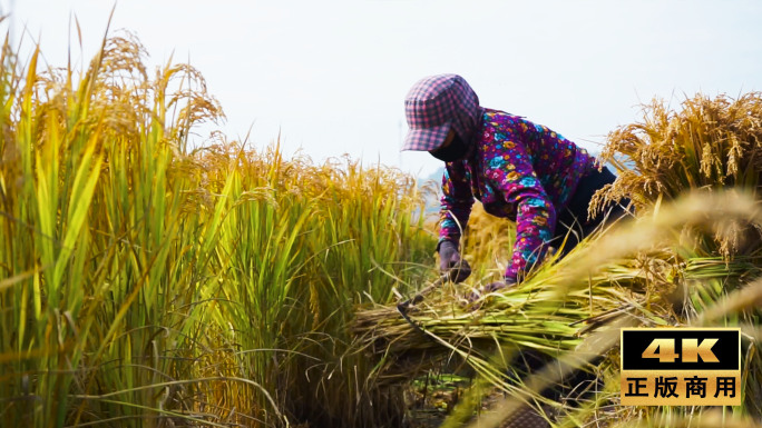 农民人工收割水稻