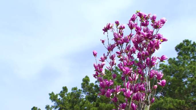 玉兰花 玉兰 春天