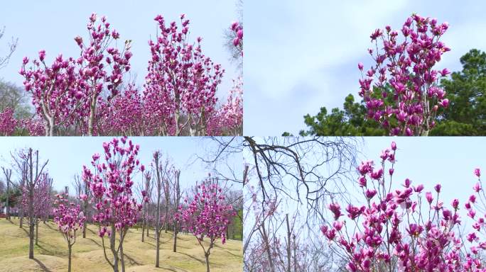 玉兰花 玉兰 春天