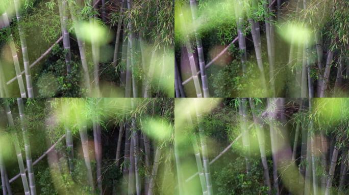 大型竹林楠竹