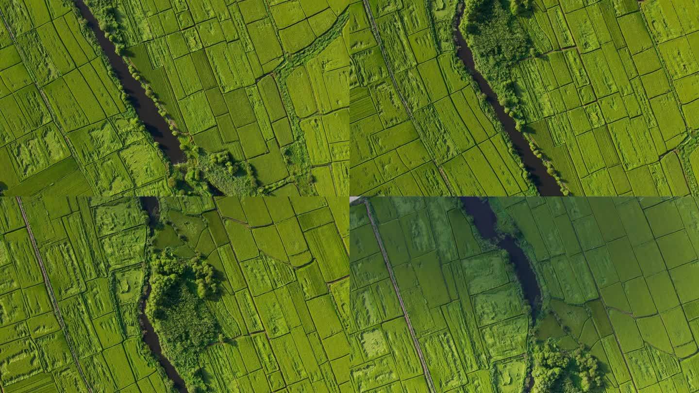 农业领域鸟瞰图航拍稻田成片稻田万亩稻田