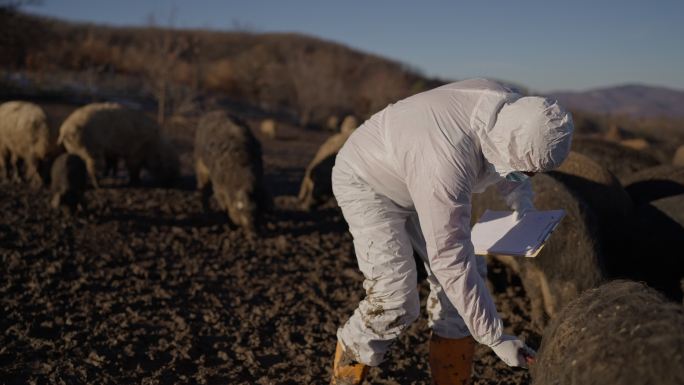 在农场，一位不知名的兽医正在检查一群曼加利卡猪