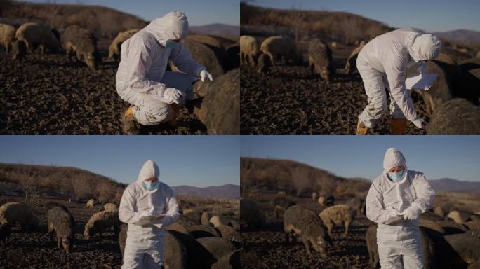 在农场，一位不知名的兽医正在检查一群曼加利卡猪