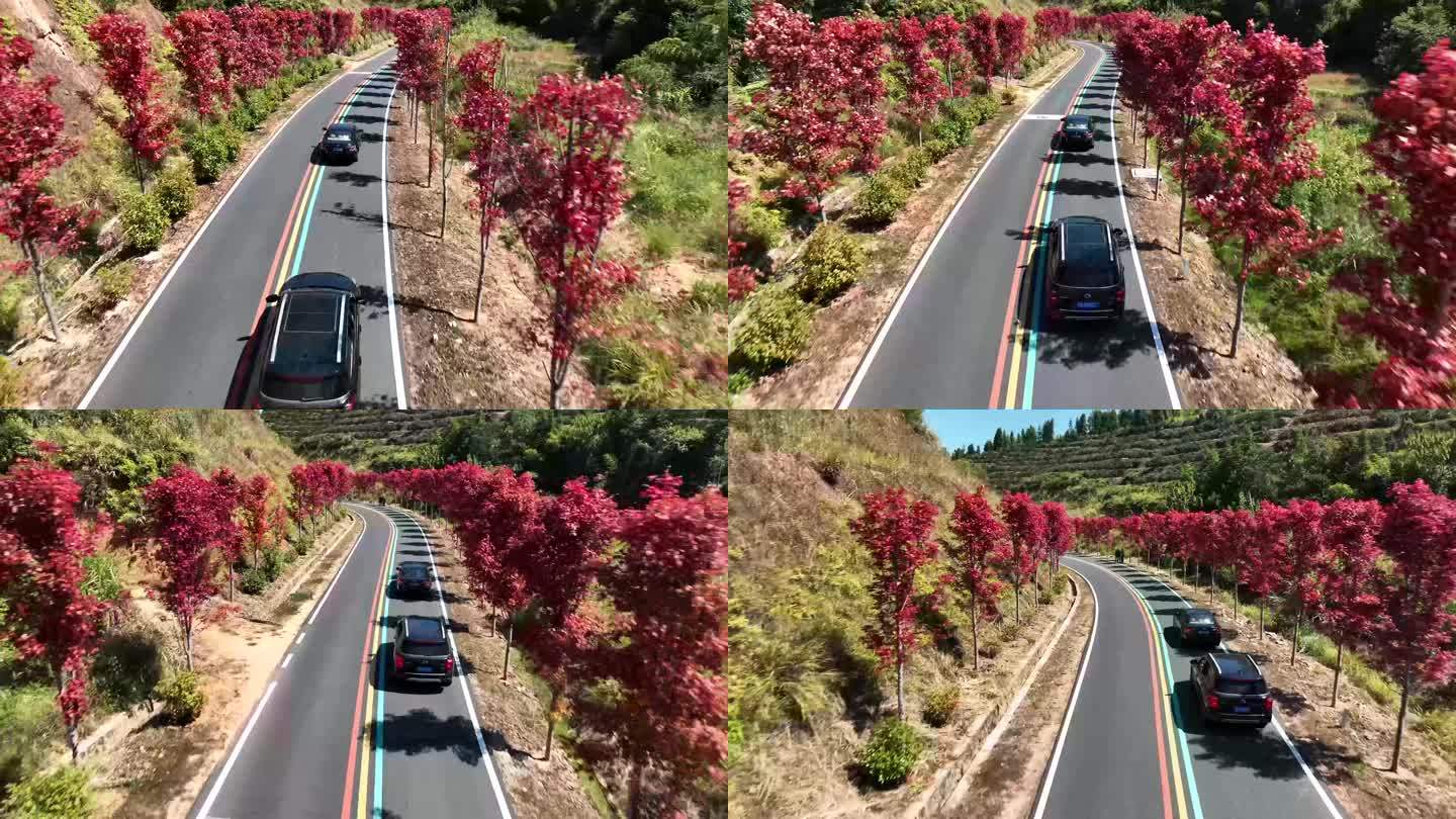 两旁种满枫树的旅游公路