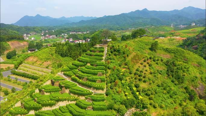 航拍益阳安化茶乡花海景区