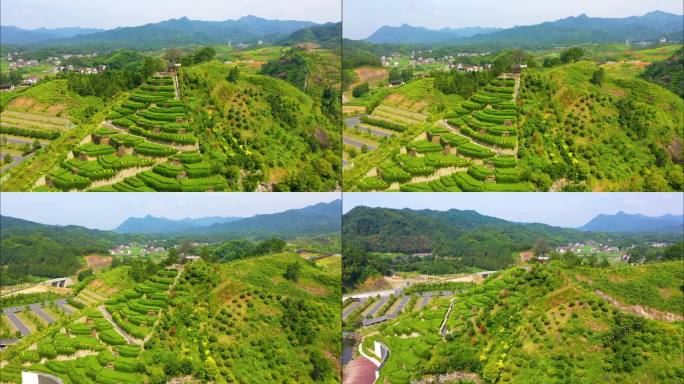 航拍益阳安化茶乡花海景区