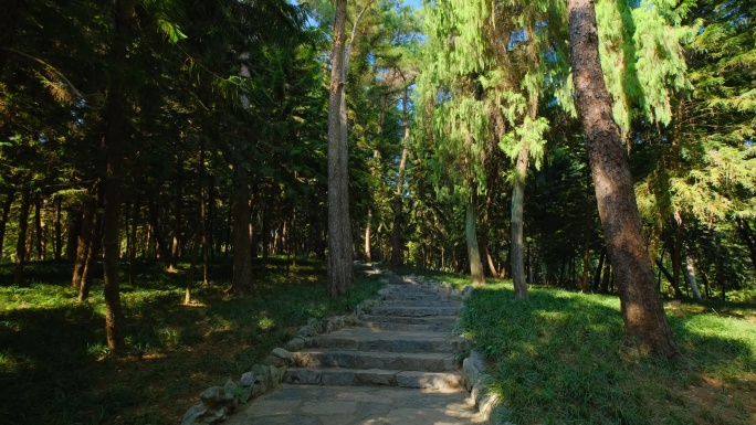 森林山路林间小路