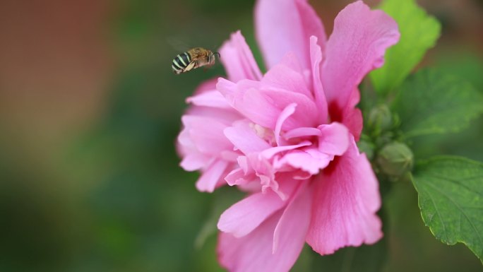 木槿花