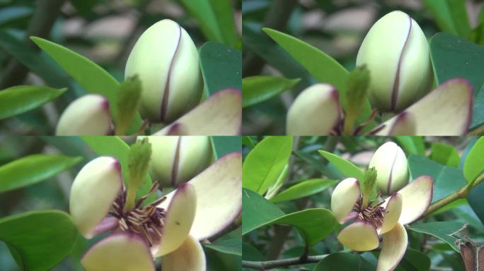 特写镜头，春天含笑花开的鲜艳