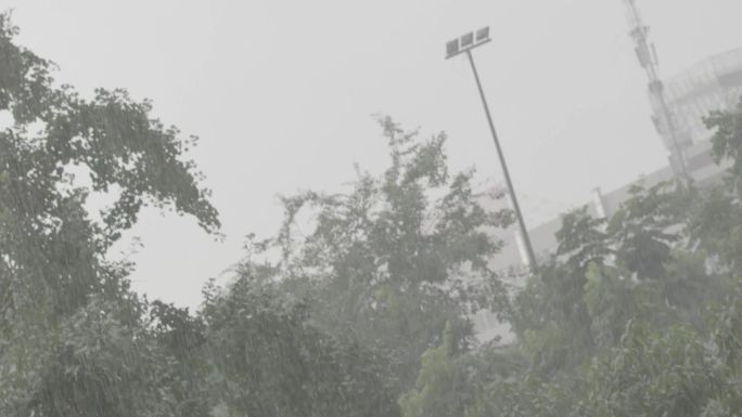 暴雨树林升格