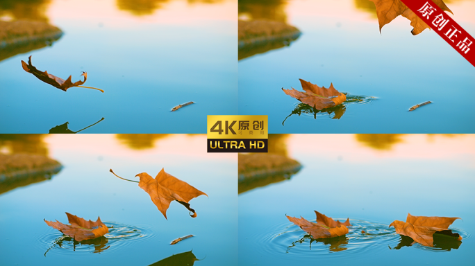 4K 原创拍摄可商用 枫叶 落水 秋季