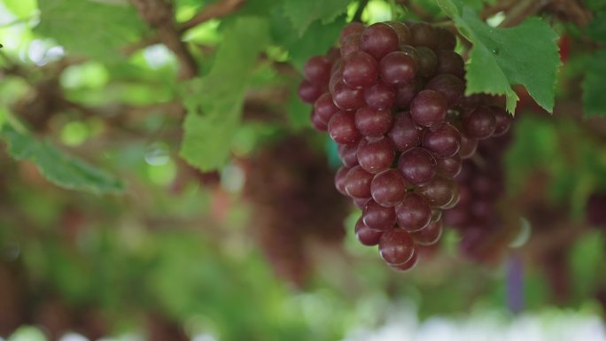 在葡萄园的温室里，一个人手拿着挂在葡萄藤上的红葡萄束的特写镜头。