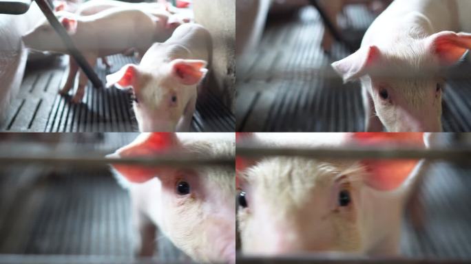 工厂化养猪场小猪、牲畜和家畜概念的4k镜头特写