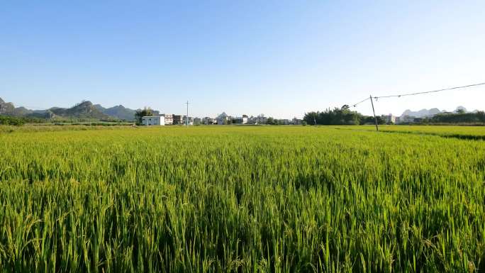 田间行走