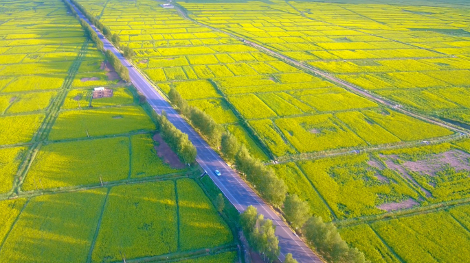 唯美花海农田油菜花地金色菜田4k美丽农村