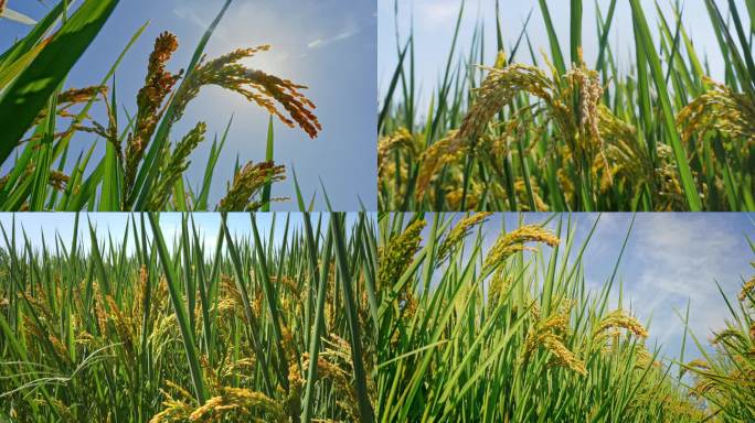 4K多镜头 阳光下的水稻稻田