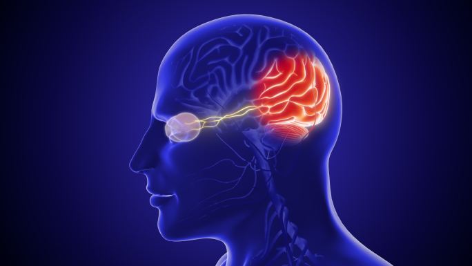 视神经及其与大脑的视觉联系